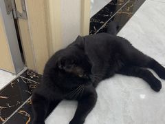 -安安宠医宠物医院·异宠·犬猫内科(岳阳分院)