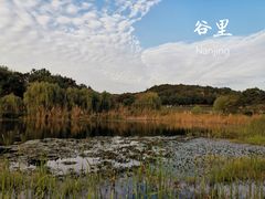 -大塘金香草谷