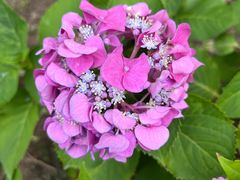 -上海滨江森林公园