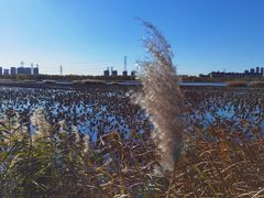 -天津东丽湖风景区