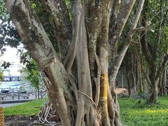 -瑞丽独树成林风景区