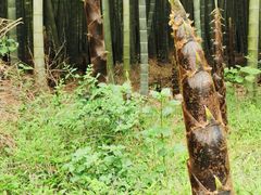-同里国家湿地公园