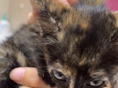 -安安宠医宠物医院·异宠·犬猫内科(岳阳分院)
