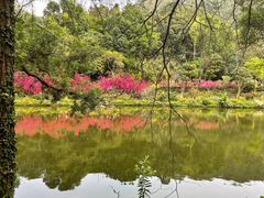 -深圳仙湖植物园
