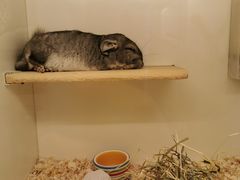 -龙猫仔乐园(惠福东路店)