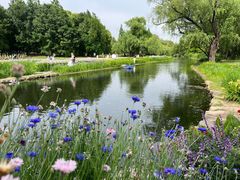 -上海共青森林公园