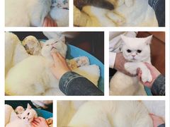 -李小姐の猫咖啡馆(五角场店)