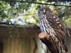 -费瑟代尔野生动物园