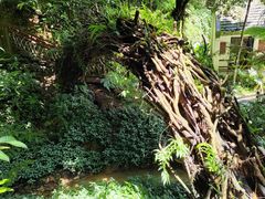 -深圳仙湖植物园
