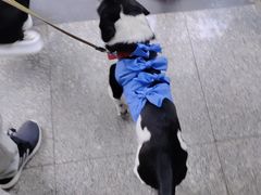 -美联众合动物医院·24h转诊中心