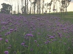 -白鹭湾湿地公园