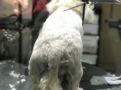 -宠物家(双井店)