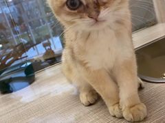 -飞行喵MR PILOT|猫舍·猫咖(静安大融城店)