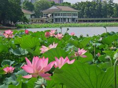 -荔湾湖公园