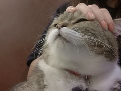 -喵园·猫主题咖啡厅·撸猫·猫咖(国贸店)