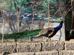 -鄂尔多斯野生动物园