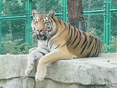 -上海野生动物园老虎餐厅