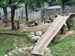 -都江堰中华大熊猫苑