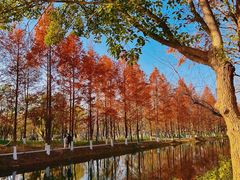 -洋湖国家湿地公园