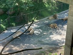 -大连森林动物园