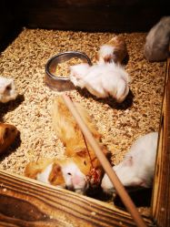 -酷嗒动物文化乐园(cutezoo西溪乐天城店)