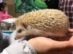 -藦茜花园宠物主题亲子互动体验馆(国顺东路店)