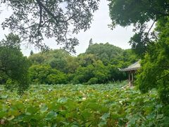 -江心屿景区