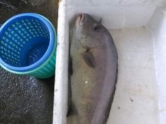 软晨-浪琴湾尾角仔海鲜坊