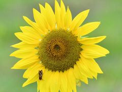 -光明小镇欢乐田园