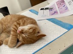 -艾贝尔宠物医院·24H转诊中心·肿瘤猫专科(江宁双龙店)