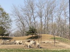 -北京野生动物园