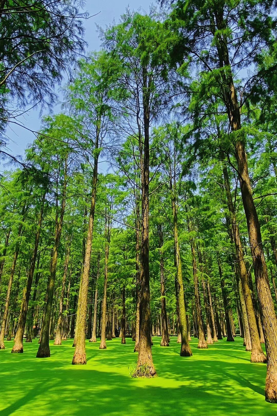 初夏去划船打卡扬州渌洋湖湿地公园90电影《这么多年》取景地,含春