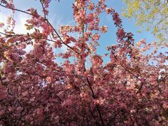-海棠花溪(元大都城垣遗址公园)