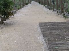 -合肥滨湖国家森林公园