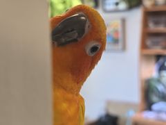 -吉丁鸟咖·异宠·寄养