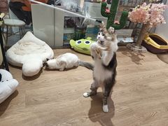 -1013 PET SHOP精品宠物商店(丁香店)