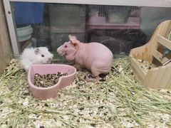 -藦茜花园宠物主题亲子互动体验馆(国顺东路店)
