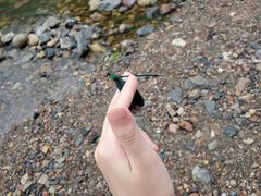 -白河湾生态旅游一条川