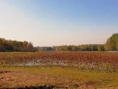 -东郊湿地公园