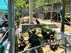 -西霞口神雕山野生动物世界