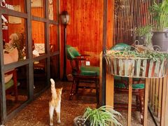 -No Cat 手碟