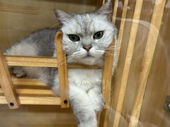 可爱猫猫-艺味深尝(云锦路店)