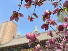 -护国法轮寺