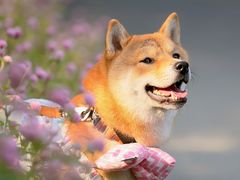 -花开海上生态园