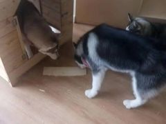 -Husky Go! 哈士奇体验馆·宠物咖啡厅狗咖