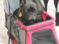 -爱侣宠医·鹦鹉专科·小型哺乳类·异宠专科(灵石路店)