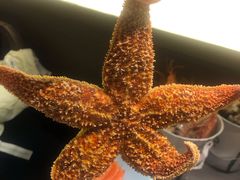 -半岛听涛蒸汽海鲜自助(K11店)