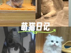 -欣宠猫屋·矮脚拿破仑·蓝金金渐层