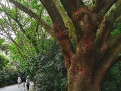 -雁南飞茶田景区