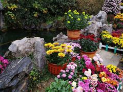 -菊花台公园